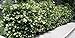 Ligustrum Japonicum 'Recurvifolium' - Curled Leaf Privet - 20 Live Plants - Evergreen Privacy Hedge new 2024