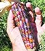 Vegetable Seeds 20 dulce Rainbow maíz semillas coloridas Healty maíz en grano Cereales Sementes 95% + de germinación en la granja Jardín Bonasai púrpura nuevo 2024