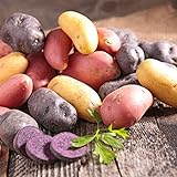 Photo Organic US Grown Potato Medley Mix - 10 Seed Potatoes Mixed Colors Red, Purple and Yellow from Easy to Grow Bulbs TM, best price $13.99, bestseller 2024