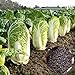 Chinesischer Kohlsamen, 1 Beutel Chinakohl Samen Produktive schnellen Core Wrapping Compact Bulb nahrhaften Gemüsesamen für Yard neu 2024