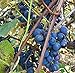 Concord Grape Seeds (Vitis labrusca 'Concord') 10+ Organic Michigan Concord Grape Vine Seeds in FROZEN SEED CAPSULES for The Gardener & Rare Seeds Collector - Plant Seeds Now or Save Seeds for Years new 2024