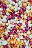 Photo Onion Sets, MIX, Red,Yellow,White (30 Bulbs) Garden Vegetable, best price $8.95, bestseller 2024