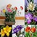 100 unidades de semillas de flores perfumadas de fresia perenne para interiores y jardines raros bulbos para mujeres, hombres, niños, principiantes, regalo de jardineros nuevo 2024