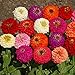 Outsidepride Zinnia Elegans Lilliput Flower Seed Mix - 1000 Seeds new 2024