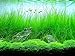 AQUARIUM PLANTS DISCOUNTS Potted Tall Hairgrass by AquaLeaf Aquatics - Easy Aquatic Live Plant new 2024