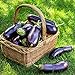 500+ Purple Aubergine Eggplant Seeds Non-GMO Vegetable new 2024