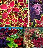 Photo 100+ Rare Mixed Coleus Flowers Seeds Rainbow Coleus Wizard Mixed Perennial Foliage Plant, best price $8.00 ($0.08 / Count), bestseller 2024