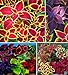 100+ Rare Mixed Coleus Flowers Seeds Rainbow Coleus Wizard Mixed Perennial Foliage Plant new 2024