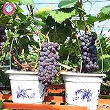 Foto 50pcs Traubenkerne Bonsai Früchte schwarz Traubenkerne Dwarf Trauben Baum leicht japanische Fruchtsamen für zu Hause Garten Bepflanzung wachsen, bester Preis 14,49 €, Bestseller 2024