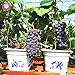 50pcs Traubenkerne Bonsai Früchte schwarz Traubenkerne Dwarf Trauben Baum leicht japanische Fruchtsamen für zu Hause Garten Bepflanzung wachsen neu 2024