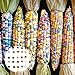 Benoon 40 unids/bolso Semillas de maíz, semillas de alimentos Fast creciendo buena cosecha Ligero rojo Cáscara de maíz semillas de maíz para granja Semillas de maíz coloridas nuevo 2024