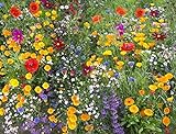 Photo Cioler Seed House - Graines de fleurs sauvages rares Mélange de fleurs Mélange amical pour les abeilles et les abeilles, meilleur prix 4,29 €, best-seller 2024