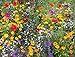 Cioler Seed House - Graines de fleurs sauvages rares Mélange de fleurs Mélange amical pour les abeilles et les abeilles nouveau 2024
