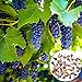 AchidistviQ Graines De Plantes Fruitières D'arbustes Vivaces De Vigne De 50 Pièces Pour La Plantation De Cour De Jardin Pépins de raisin nouveau 2024