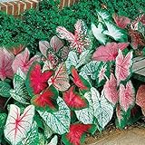 Photo Caladium, Bulb, Fancy Mix, Pack of 10 (Ten), Easy to Grow, Colorful Mix, HOSTA, best price $17.90 ($1.79 / Count), bestseller 2024