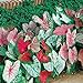 Caladium, Bulb, Fancy Mix, Pack of 10 (Ten), Easy to Grow, Colorful Mix, HOSTA new 2024
