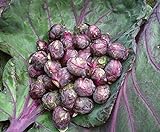 Photo Seeds4planting - Seeds Brussels Sprouts Cabbage Purple Heirloom Vegetable Non GMO, best price $6.94, bestseller 2024
