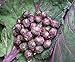 Seeds4planting - Seeds Brussels Sprouts Cabbage Purple Heirloom Vegetable Non GMO new 2024