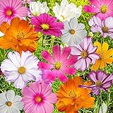 Photo Bulk Package of 7,000 Seeds, Crazy Mix Cosmos (Cosmos bipinnatus) Non-GMO Seeds by Seed Needs, best price $12.99 ($0.00 / Count), bestseller 2024