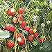 100 graines de fraises grimpantes (Climbing Strawberry) nouveau 2024