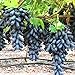 Benoon Traubenkerne, 30 Stück Traubenkerne Feuchtigkeitsbedarf Hochfaserige Pflanzen Yard Non GMO Traubenkerne Für Den Garten Traubenkerne neu 2024