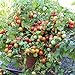 Bajaja Tomatensamen für ca. 15 Pflanzen - pflegeleichte Sorte, Massenertrag neu 2024