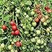 Gartenperle Tomatensamen für ca. 20 Pflanzen - ideale Kübeltomate, Massenertrag neu 2024