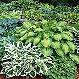 Photo Mixed Heart-Shaped Hosta Bare Roots - Rich Green Foliage, Low Maintenance, Heart Shaped Leaves - 6 Roots, best price $17.99 ($3.00 / Count), bestseller 2024