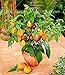 100 Stück/Beutel Mini-Süßmelonensamen, Melonenbaum, nicht-gentechnikverändernd, organische Obst- und Gemüsesamen für Heimwerker, Heimgarten neu 2024