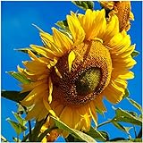 Photo Seed Needs, 300 Large Mammoth Grey Stripe Sunflower Seeds For Planting (Helianthus annuus) These Sun Flowers are Perfect for the Garden, Attracts Birds, Bees and Butterflies! BULK, best price $8.99 ($8.99 / Count), bestseller 2024