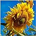 Seed Needs, 300 Large Mammoth Grey Stripe Sunflower Seeds For Planting (Helianthus annuus) These Sun Flowers are Perfect for the Garden, Attracts Birds, Bees and Butterflies! BULK new 2024