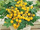 Foto Balkontomate - Buschtomate - gelbe Cherry - Windowbox yellow - 20 Samen, bester Preis 1,95 € (0,10 € / stück), Bestseller 2024