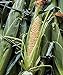 Burpee Ambrosia Sweet Corn Seeds 200 seeds new 2024