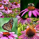 Photo Purple Coneflower Seeds, Over 5300 Echinacea Seeds for Planting, Non-GMO, Heirloom Flower Seeds, best price $8.47, bestseller 2024
