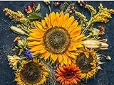 Photo Sunflower Autumn 20K (CHK) Seeds Or 1 Pound, best price $129.00, bestseller 2024