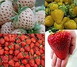 Foto Erdbeeren-Sortiment XXL (Weisse+Gelbe+Rote+Riesenerdbeeren) 80++ Samen (Die Gartensensation), bester Preis 6,99 €, Bestseller 2024