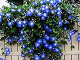 Photo Blue Morning Glory Climbing Vine | 100 Seeds to Plant | Beautiful Flowering Vine, best price $6.96 ($0.07 / Count), bestseller 2024