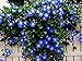 Blue Morning Glory Climbing Vine | 100 Seeds to Plant | Beautiful Flowering Vine new 2024