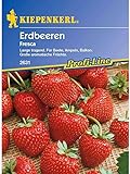 Foto Erdbeeren Fresca, bester Preis 5,14 €, Bestseller 2024