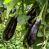 Foto Black Beauty Aubergine Samen für ca. 20 Pflanzen - ertragreiche Sorte mit dunkelvioletten Früchten, bester Preis 1,59 € (0,08 € / stück), Bestseller 2024