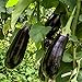 Black Beauty Aubergine Samen für ca. 20 Pflanzen - ertragreiche Sorte mit dunkelvioletten Früchten neu 2024