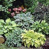Photo Mixed Hosta Perennials (6 Pack of Bare Roots) - Great Hardy Shade Plants, best price $21.20 ($3.53 / Count), bestseller 2024