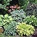 Mixed Hosta Perennials (6 Pack of Bare Roots) - Great Hardy Shade Plants new 2024