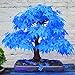 TOYHEART 100 Piezas De Semillas De Flores De Primera Calidad, Semillas De árboles De Arce Atractivas Hermosas Y Encantadoras Semillas De árboles De Arce Azul Bonsai Para El Hogar Azul nuevo 2024