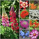 Photo Seed Needs, Bird and Butterfly Wildflower Mixture (99% Pure Live Seed) Bulk Package of 30,000 Seeds, best price $11.99 ($0.00 / Count), bestseller 2024