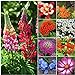 Seed Needs, Bird and Butterfly Wildflower Mixture (99% Pure Live Seed) Bulk Package of 30,000 Seeds new 2024