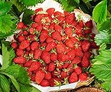 Photo CEMEHA SEEDS - Alpine Strawberry Regina Everbearing Berries Indoor Non GMO Fruits for Planting, best price $8.95 ($0.30 / Count), bestseller 2024