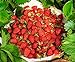CEMEHA SEEDS - Alpine Strawberry Regina Everbearing Berries Indoor Non GMO Fruits for Planting new 2024