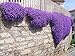 250 Aubrieta Seeds - Cascade Purple Flower Seeds, Perennial, Deer Resistant ! new 2024