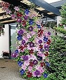 Photo Clematis ~Mixed Colors~ 20Seeds Wonderful Large Blooms 20+ Perennial Vine Seeds, best price $13.90, bestseller 2024